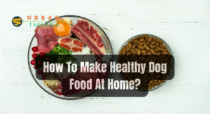 How To Make Healthy Dog Food At Home?